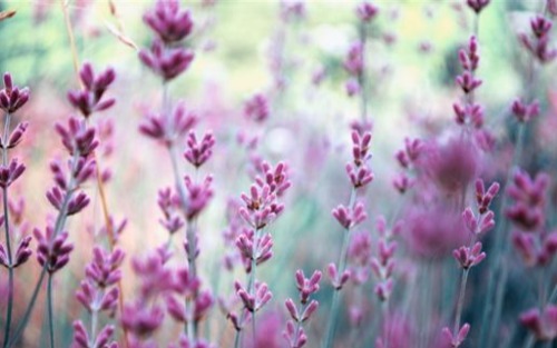 Gartenreise zum Paradiesgarten Mattuschka nach Klagenfurt