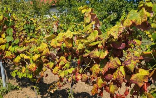 Vortrag: Amerikanische Rebzikade