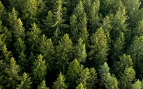 Öffnungszeiten Forstbüro Sillian