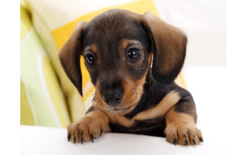 HUNDEKUNDEKURS der BH Murau