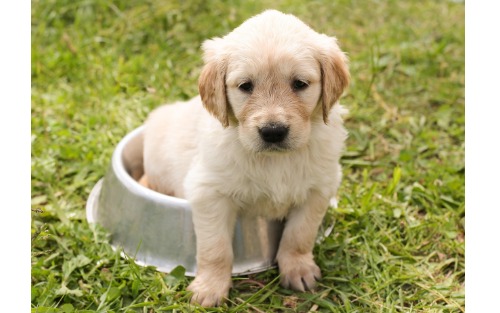 Ausbildungskurs für Hundehalter