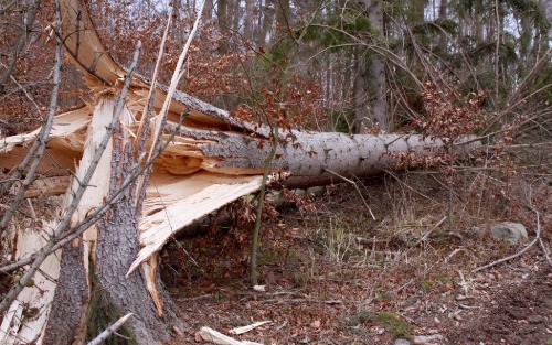 Wichtige Information an alle Waldbesitzerinnen und Waldbesitzer