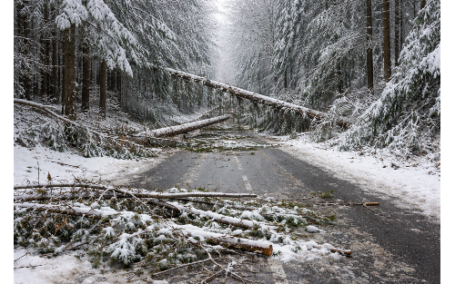 Information an alle Waldbesitzerinnen und Waldbesitzer - Marktgemeinde Mogersdorf