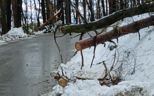 Bäume und Stromleitungen