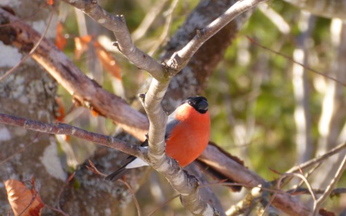 Faszination Vogelwelt in Pürgg