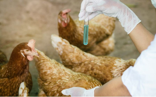 Information für Hobby- und Kleinhaltungen (HPAI, Geflügelpest, Vogelgrippe)