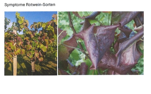 Achtung im Weinbau - Amerikanische Rebzikade und Goldgelbe Vergilbung