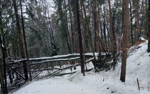 Aufarbeitung Schneebruch in Wäldern