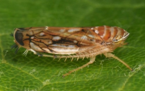 Amerikanische Rebzikade - Befall von Weingärten und Weinlauben