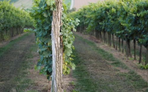 Information zur Amerikanischen Rebzikade