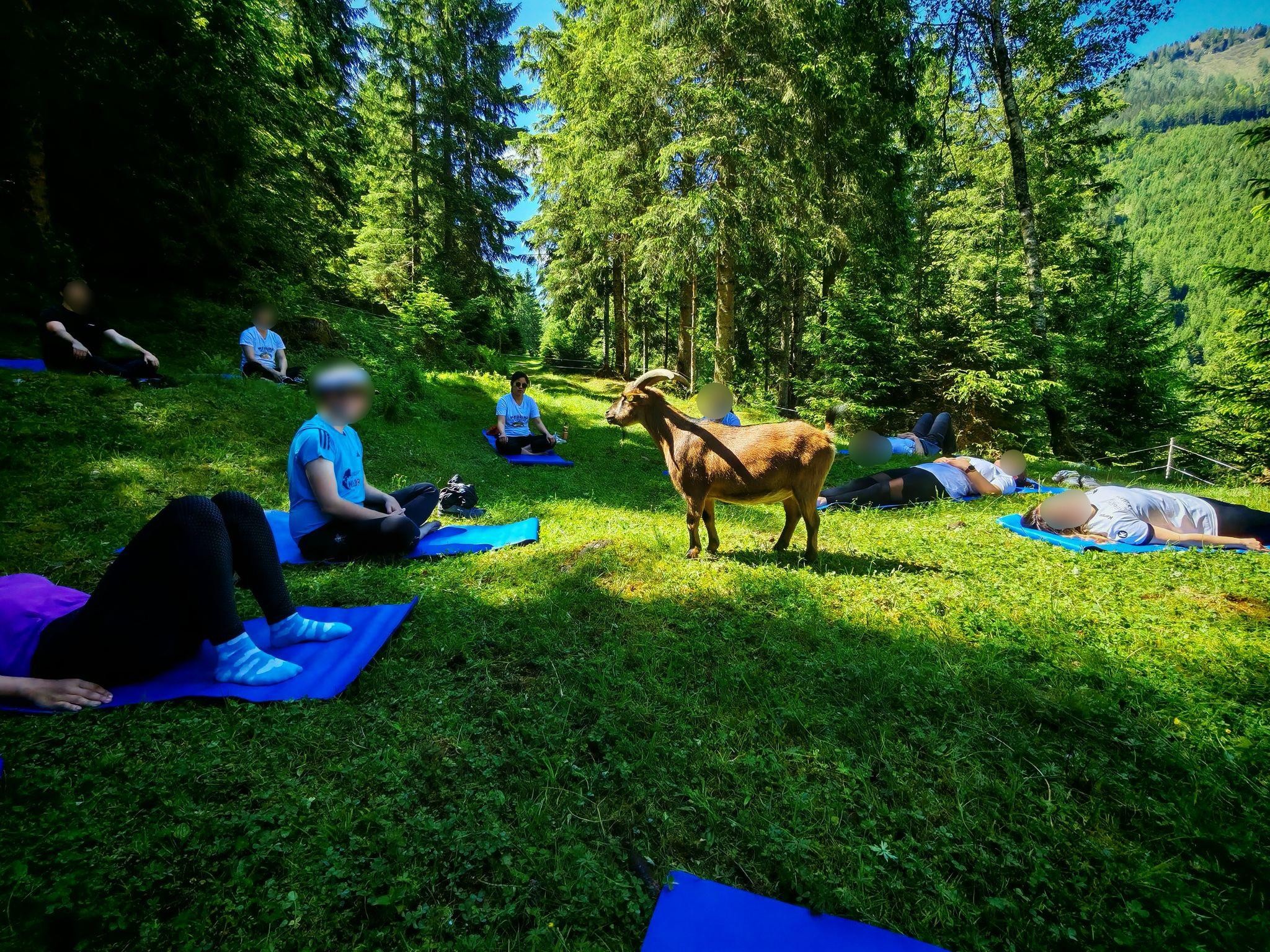 Tierisches Yoga mit Ziegen