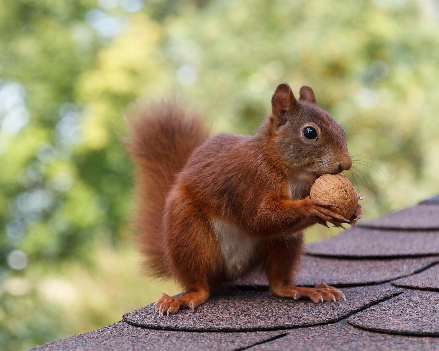 Willkommen in der Eichhörnchenbande
