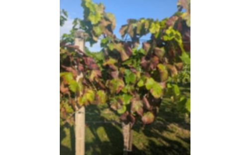 Information zur Amerikanischen Rebzikade