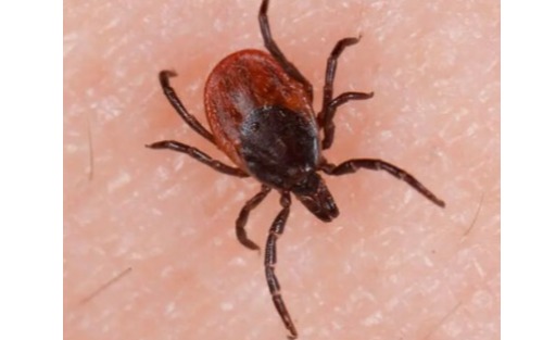 MONZEC - Zeckenmonitoring