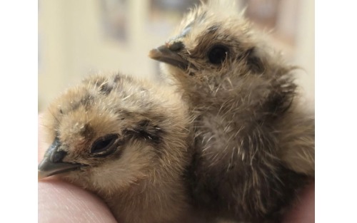 Kindergarten - Projekt 