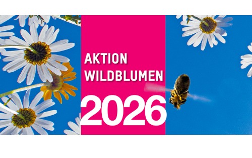 Blühende und summende Steiermark - Hengsberg ist Partner der Aktion Wildblumen!