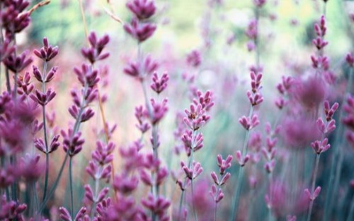 MitarbeiterIn für Blumenpflege in der Gemeinde Scheifling gesucht!