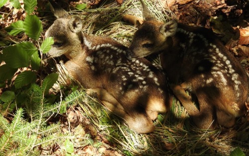 Moderne Technik und Zusammenarbeit: Jagd und Landwirtschaft als Lebensraumpartner retten junge Wildtiere