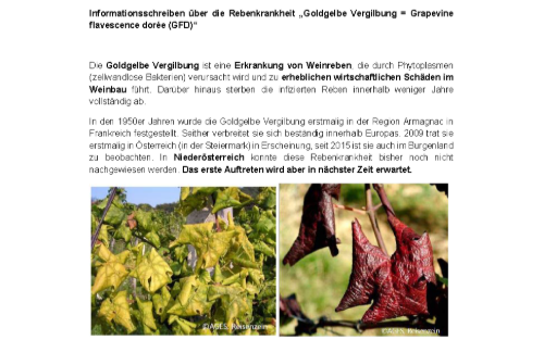 Informationsschreiben über die Rebenkrankheit „Goldgelbe Vergilbung = Grapevine flavescence dorée (GFD)“