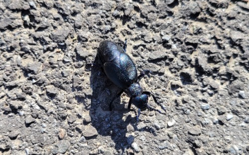 Ölkäfer gesichtet!