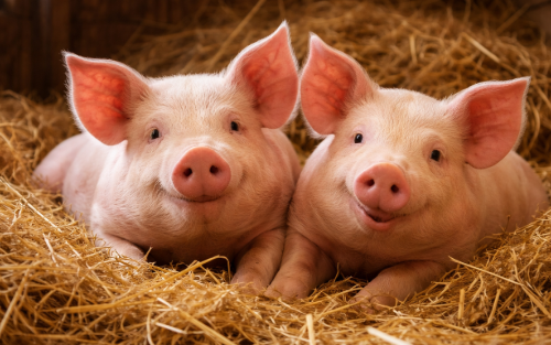 Preis für besonders Tierfreundliches Bauen - Betriebe gesucht