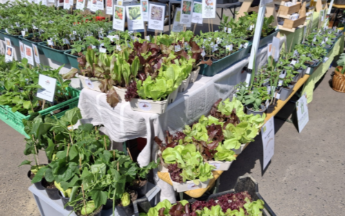 Pflanzenmarkt in der Jost-Mühle - Verein HANDGMOCHT