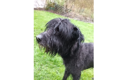 Wem gehört dieser Hund?!