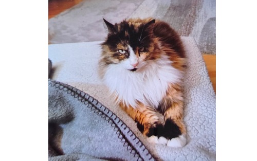 Katze Mia am Marktplatz Scheifling entwischt