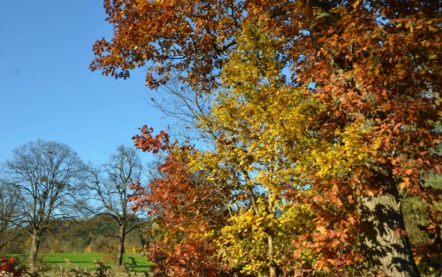 Beseitigungspflicht von Ästen im Straßenbereich