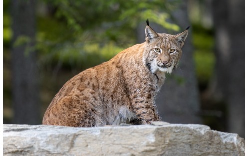 Wilder Berg Mautern Saisonstart 2026