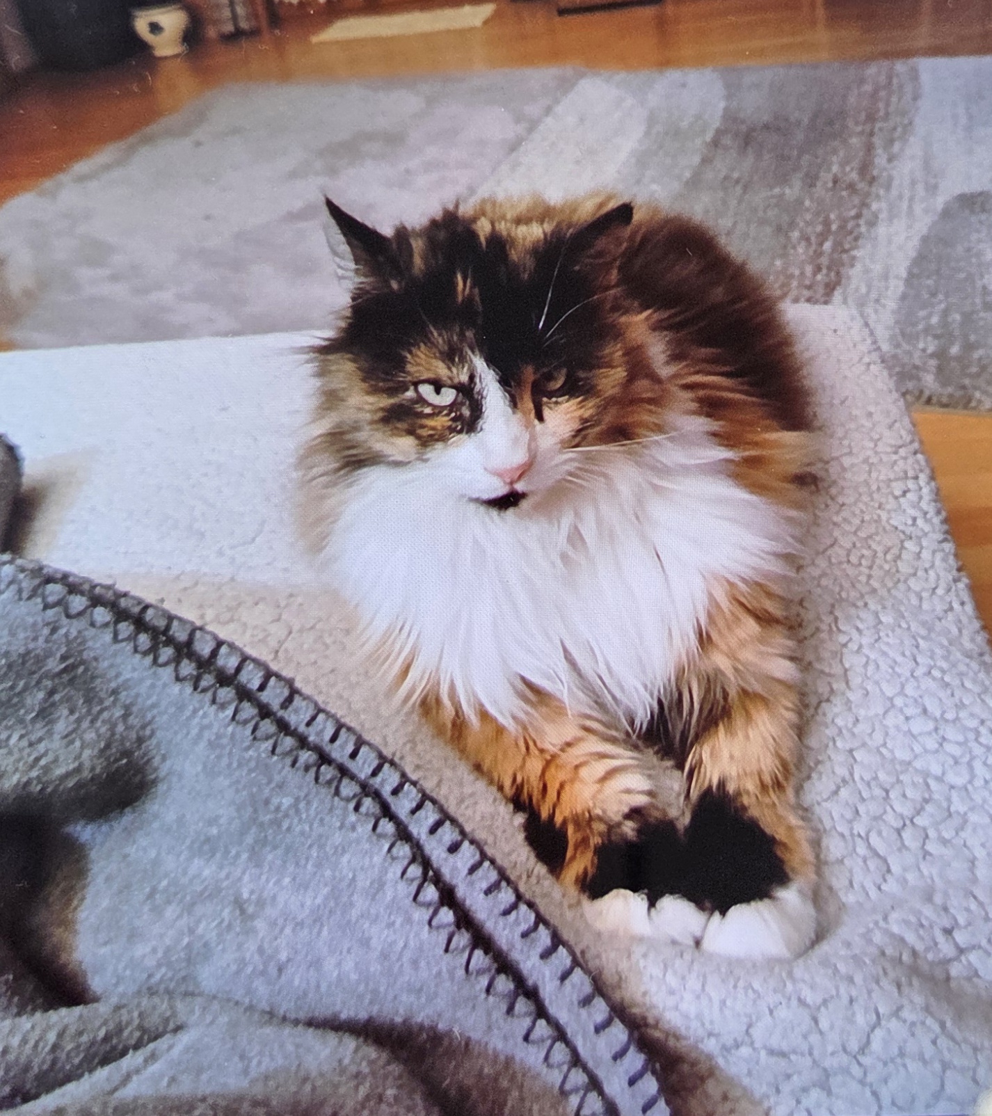 Katze Mia am Marktplatz Scheifling entlaufen!