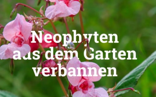 Aus dem Naturpark: Neophyten aus dem Garten verbannen