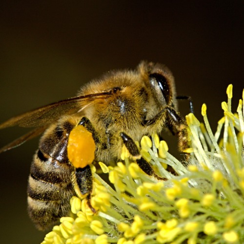 Obmann Bernhard Zitz