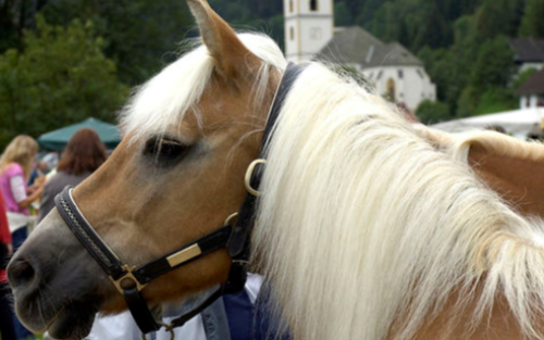 116. Pferdemarkt 2026