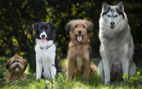 Hundekundekurs 2.Quartal 2026