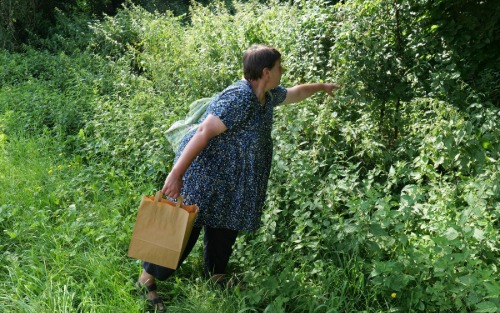 Kräuterwanderung „Hollerbusch und seine Kumpanen“