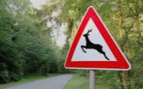 Wildunfälle sind keine Bagatelle – und müssen ausnahmslos gemeldet werden!