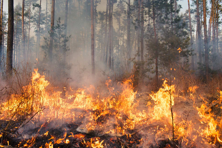 waldbrand