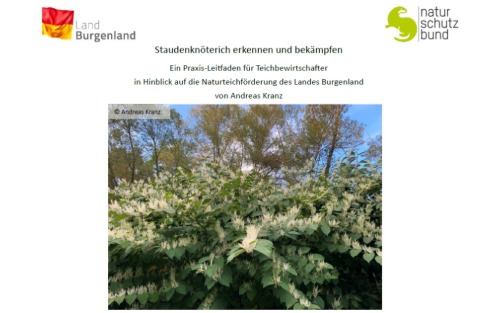 Staudenknöterich erkenn und bekämpfen