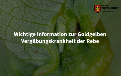 Information zur Goldgelben Vergilbungskrankheit der Rebe