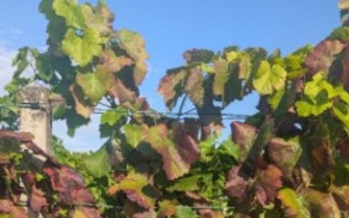 Information & Maßnahmen Goldgelbe Vergilbung und Rebzikade (WICHTIG FÜR ALLE BESITZER VON WEINHECKEN UND LAUBEN)
