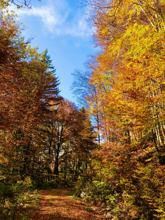 Herbstliche Wanderung zur Grimminghütte
