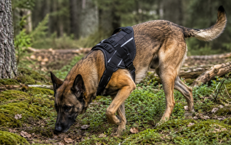 Ausbildung für Mensch und Hund zum 