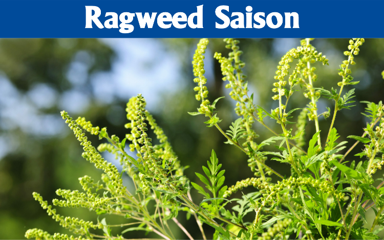 Start der Ragweed-Saison 2026