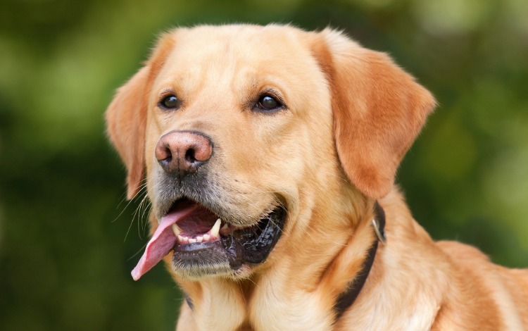 Hundekundekurs III. Quartal 2026