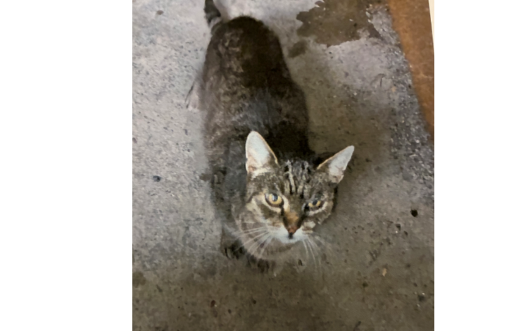 Kater in Gerersdorf gefunden