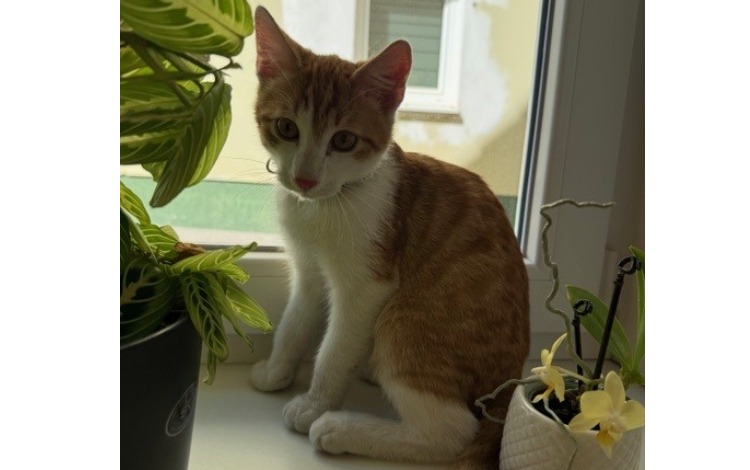 Katzenfund