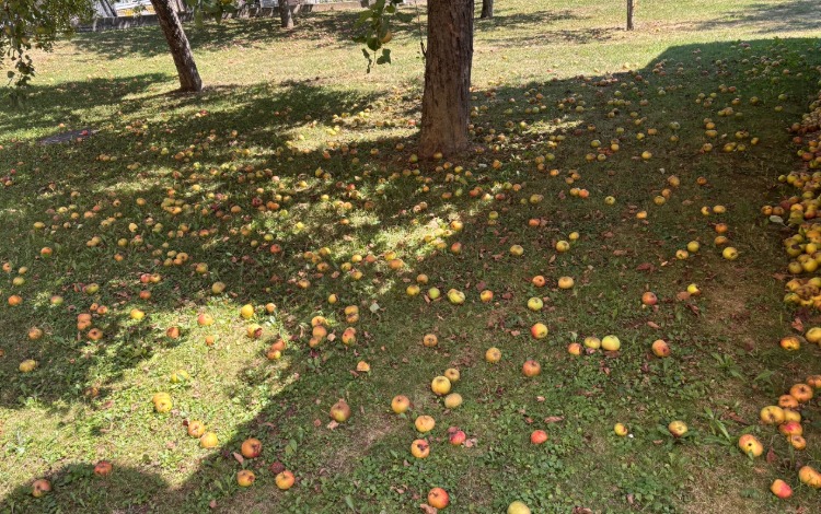 Äpfel zur freien Entnahme