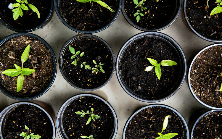 Workshop für den optimalen Garten Teil 1