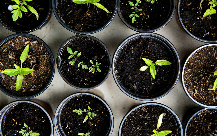 Workshop für den optimalen Garten Teil 2